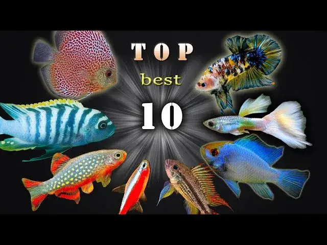 Bezpieczne ryby do krewetkarium? Oto sprawdzone gatunki!