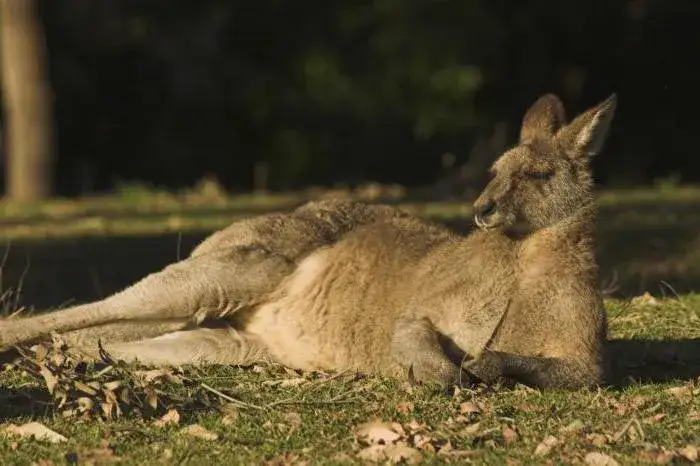 Jak rozmnażają się kangury? Zaskakujące fakty o ich cyklu życia