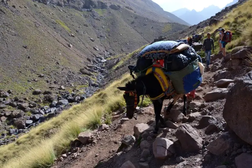 Osioł z bagażem na skalistej ścieżce w górach w Maroku. W tle widać turystów i surowe krajobrazy.
