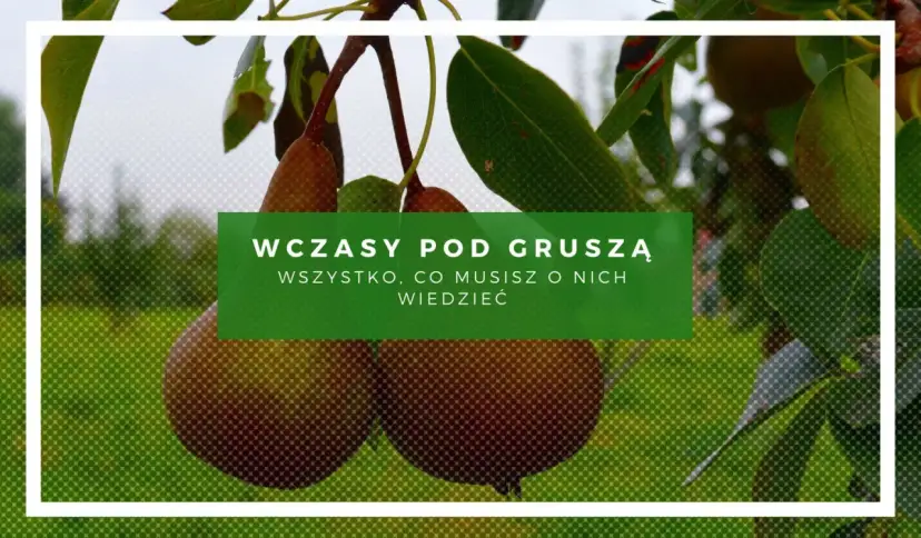 Gruszki dojrzewają, a ty zastanawiasz się, ile wynoszą wczasy pod gruszą. Dowiedz się wszystkiego o nich!