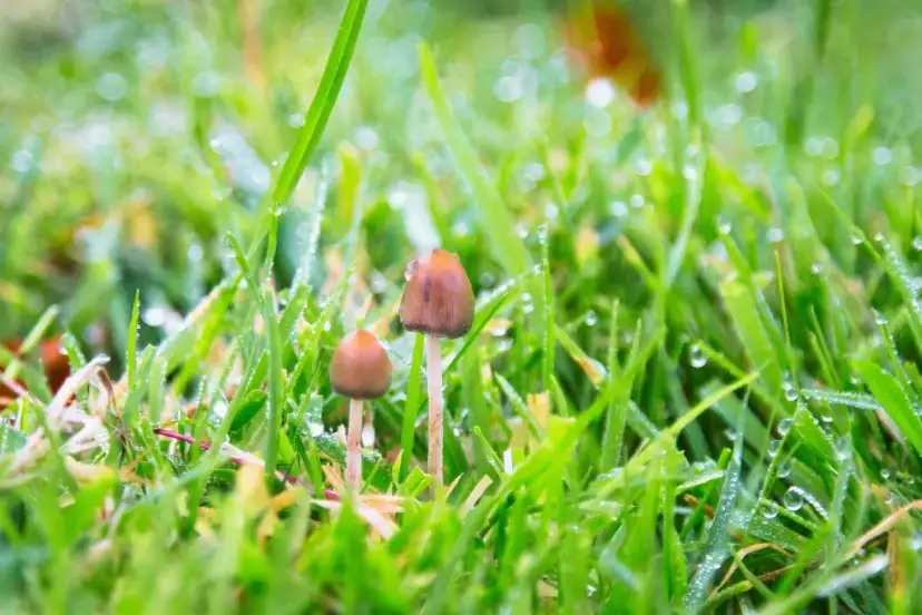 Czy grzyby halucynogenne są legalne w Polsce? Poznaj prawdę