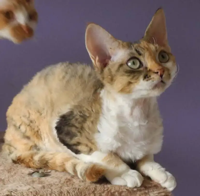 Choroby Devon Rex - Jak uniknąć problemów zdrowotnych u kotów?