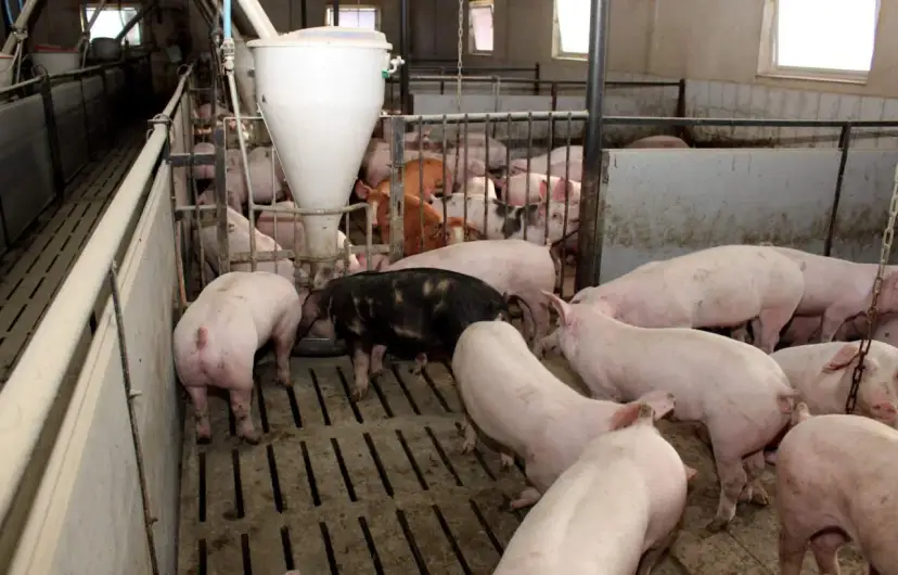 Jakie zboże dla świń zapewni zdrowie i lepszy przyrost masy?