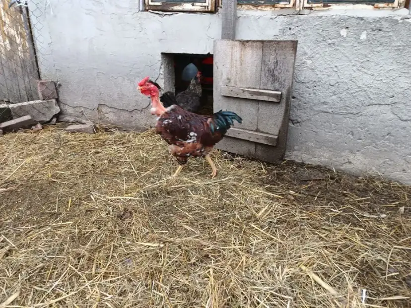 Jak znaleźć najlepsze oferty drobiu na OLX w Lubelskiem