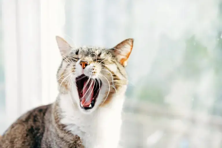 Kiedy pierwsza ruja u kotki? Zrozum, co wpływa na ten czas