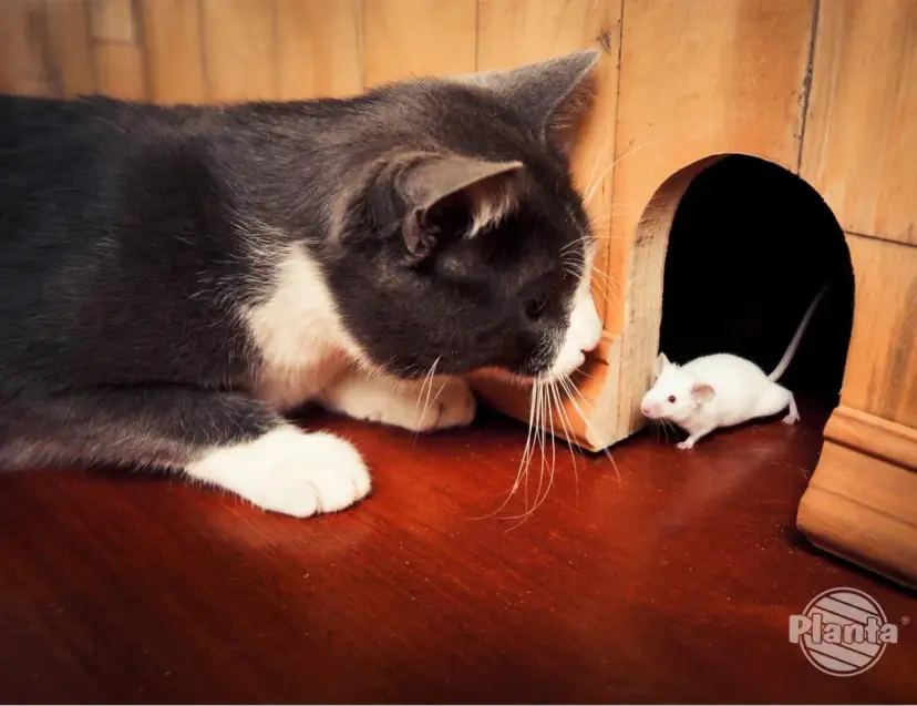 Kot zjadł mysz? Uważaj na trutki! Objawy, ratunek, profilaktyka