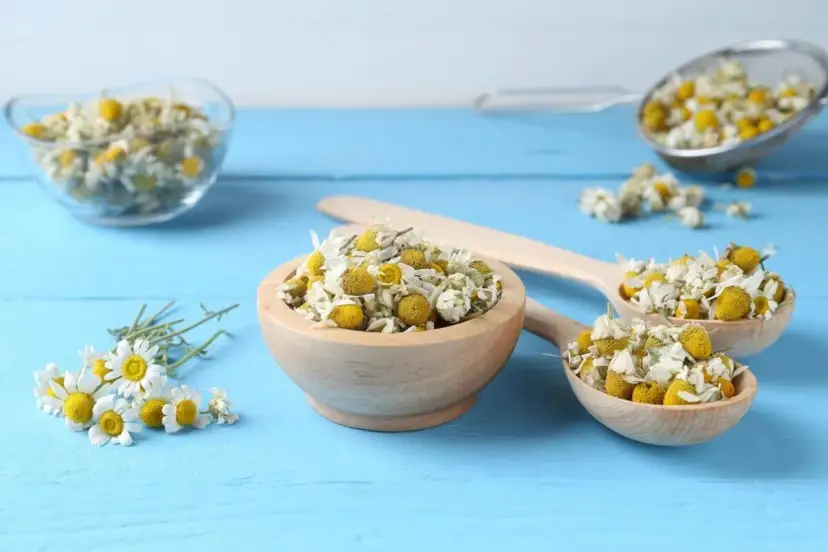 Suszone kwiaty rumianku w drewnianych miseczkach i łyżkach. Rumianek na ból zęba to naturalny sposób na ulgę.
