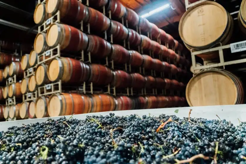 Winne beczki i świeże winogrona. Czy to początek produkcji sherry?