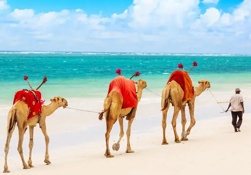 Kenia: Safari, plaże, eTA. Odkryj sekrety niezapomnianej podróży.