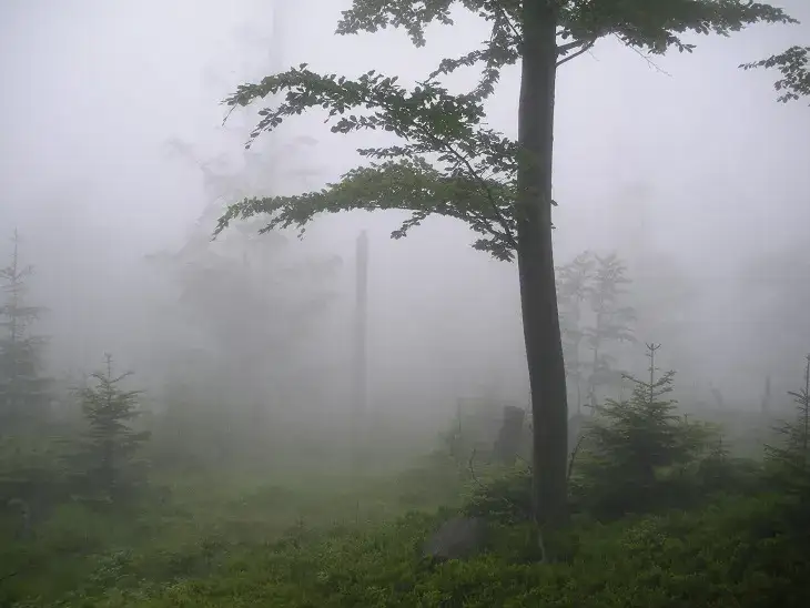 Rezerwat przyrody Wisła - Odkryj unikalne gatunki i atrakcje