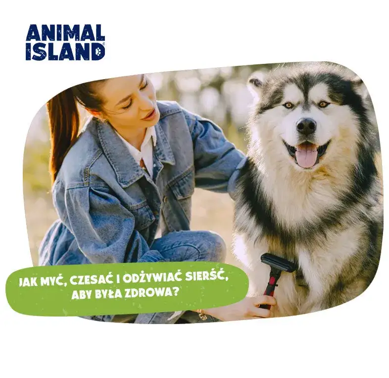 Nieprzyjemny zapach psa? Skuteczny plan działania krok po kroku