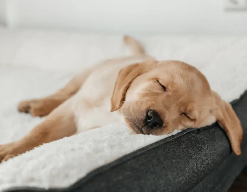 Szczeniak śpi 18-22h? To normalne! Ekspert radzi, kiedy do weterynarza.