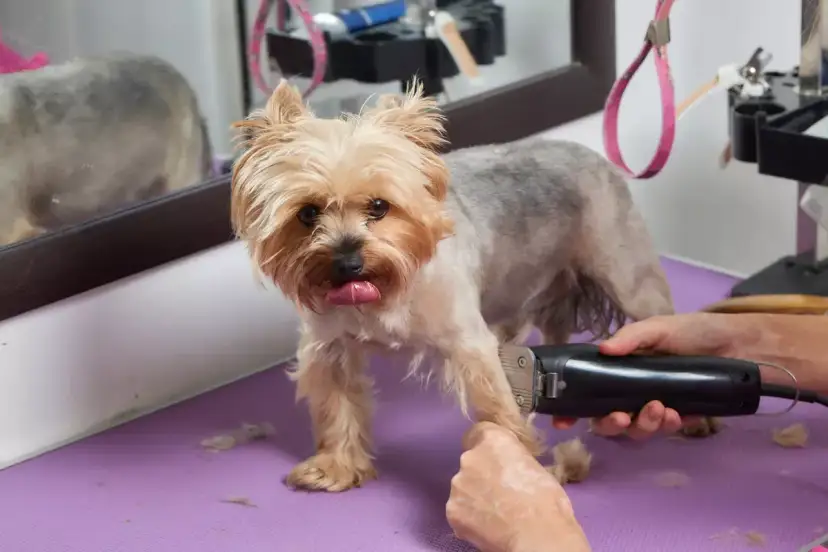 Yorkshire terrier na stole groomerskim, któremu przycinane są łapki. Widać maszynkę do strzyżenia i sierść na fioletowej macie.