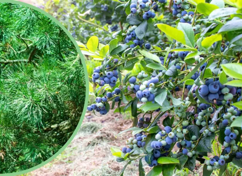 Kiedy podsypać nawozem borówki, aby uniknąć błędów w pielęgnacji