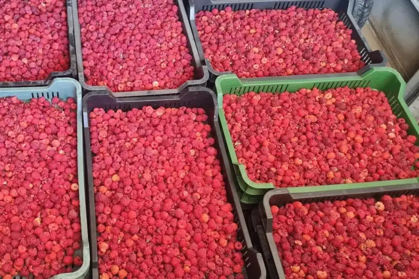 Ile kosztują maliny na skupie? Ceny, które zaskoczą każdego rolnika