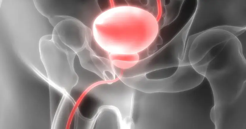 Anatomia układu moczowego, gdzie urolog leczy pęcherz i drogi moczowe.