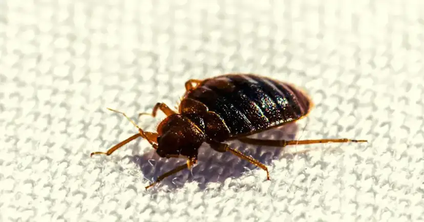 Jak się rozmnażają pluskwy i co musisz o tym wiedzieć