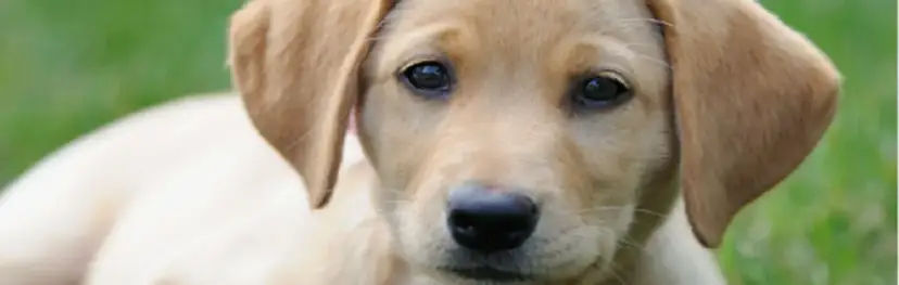 Czy pies może jeść sól? Ważne informacje o bezpieczeństwie i skutkach