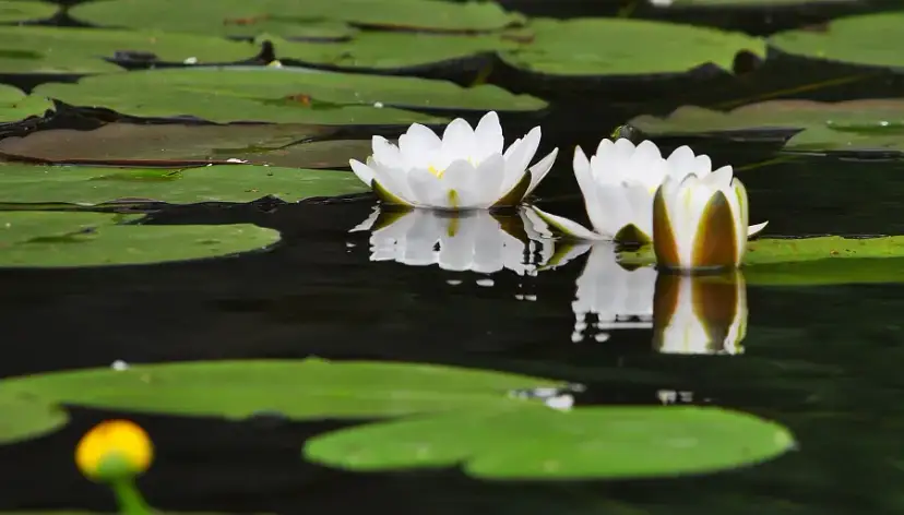 Co to jest szata roślinna i jak wpływa na nasze środowisko?