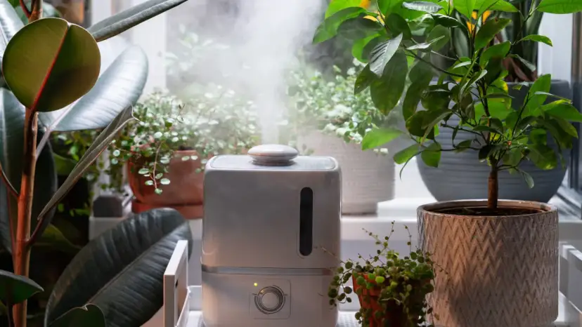 Jak wybrać nawilżacz? Przewodnik po zdrowym powietrzu w domu