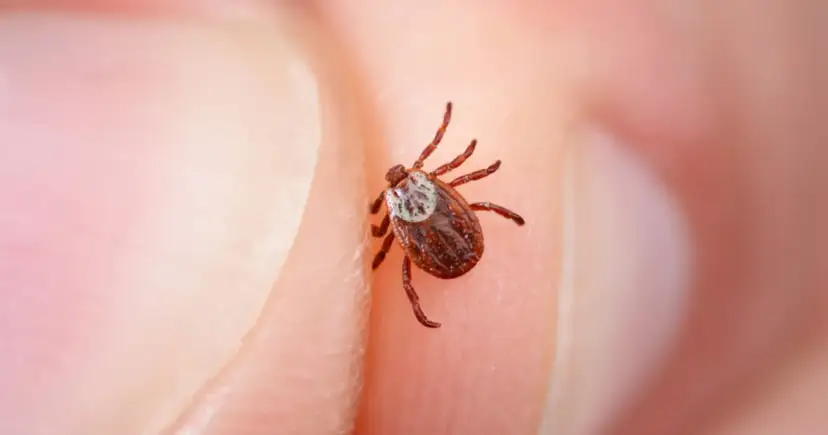 Kleszcz po dobie: wygląd, ryzyko chorób i co robić krok po kroku?