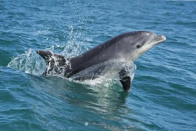 Delfin wyskakuje z wody, rozpryskując krople. Czy w Bałtyku są delfiny? Tak, choć rzadko, można je spotkać.