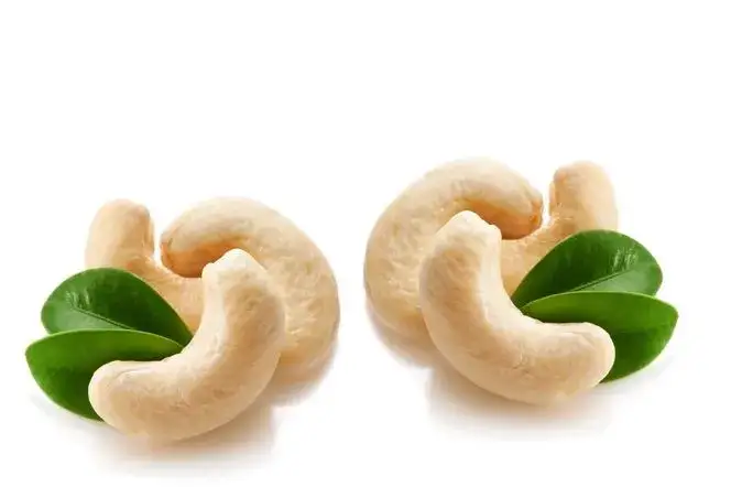 Czy nerkowce tuczą? Odkryj prawdę o ich wpływie na wagę