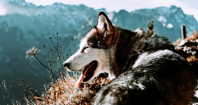 Czy na szlaki górach można chodzić z psem? Sprawdź zasady i trasy