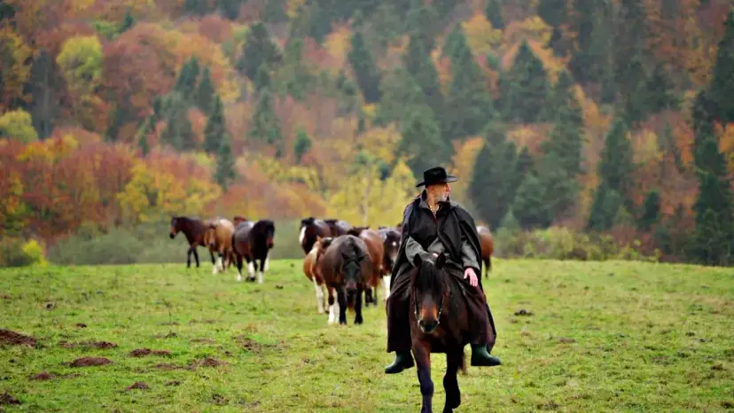 Bieszczady w Siodle: Stadnina Tabun Polana Pełny Przewodnik