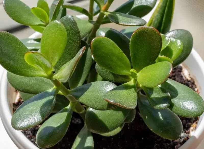 Najlepsze nawozy do grubosza, które wspomogą jego zdrowy wzrost