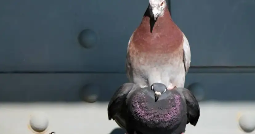 Jak rozmnażają się gołębie - poznaj sekrety ich lęgów i opieki