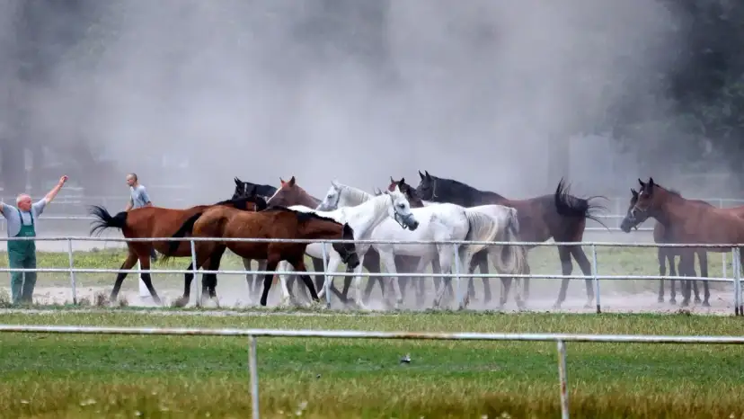 Stadniny koni arabskich w Polsce: odkryj ich historię i unikalność