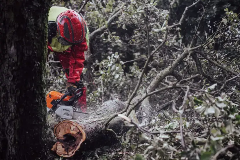 Kiedy straż pożarna może wyciąć drzewo? Poznaj ważne przepisy i zasady