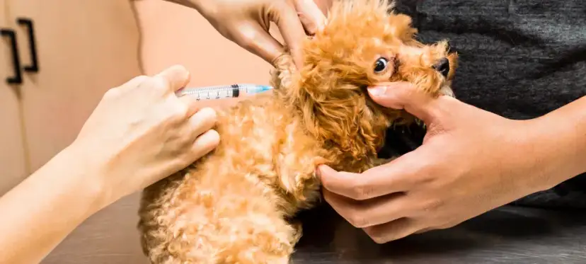 Kiedy się szczepi szczeniaka? Kluczowe informacje dla właścicieli