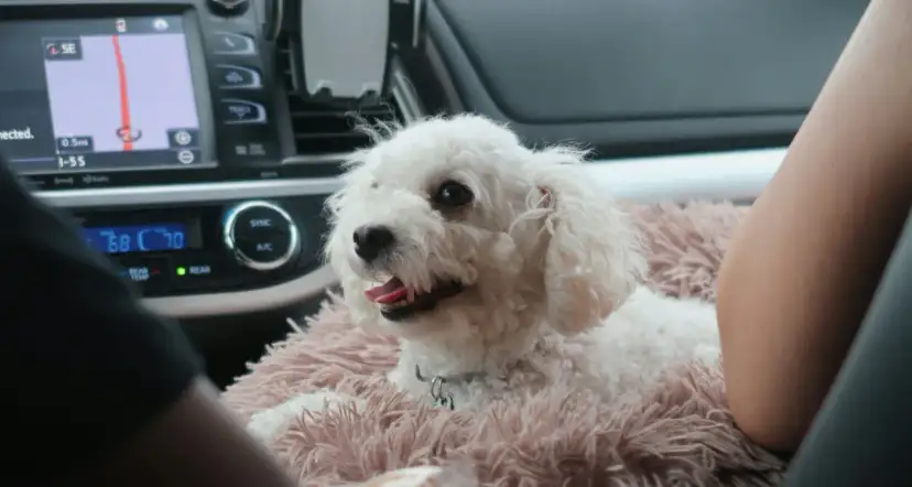 Skuteczne sposoby na chorobę lokomocyjną u psa i ich działanie