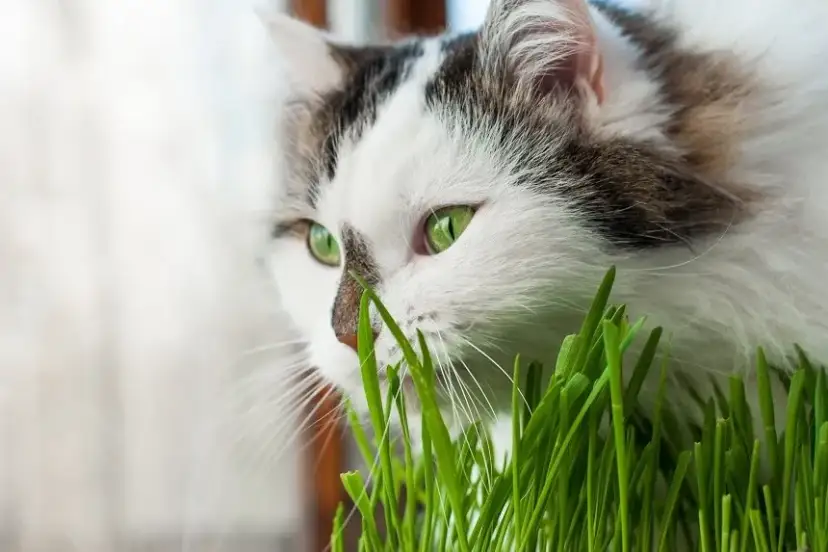 Czy koty mogą jeść owies? Bezpieczne porady i ważne zasady