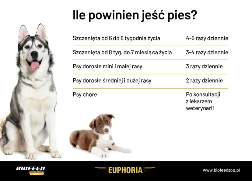 Ile karmy dla psa? Tabela podpowiada, jak karmić szczenięta i dorosłe psy różnych ras, a także chore.