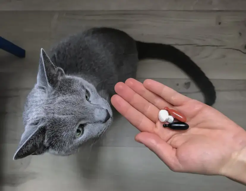 Jak działa tabletka na odrobaczanie kota i co musisz wiedzieć