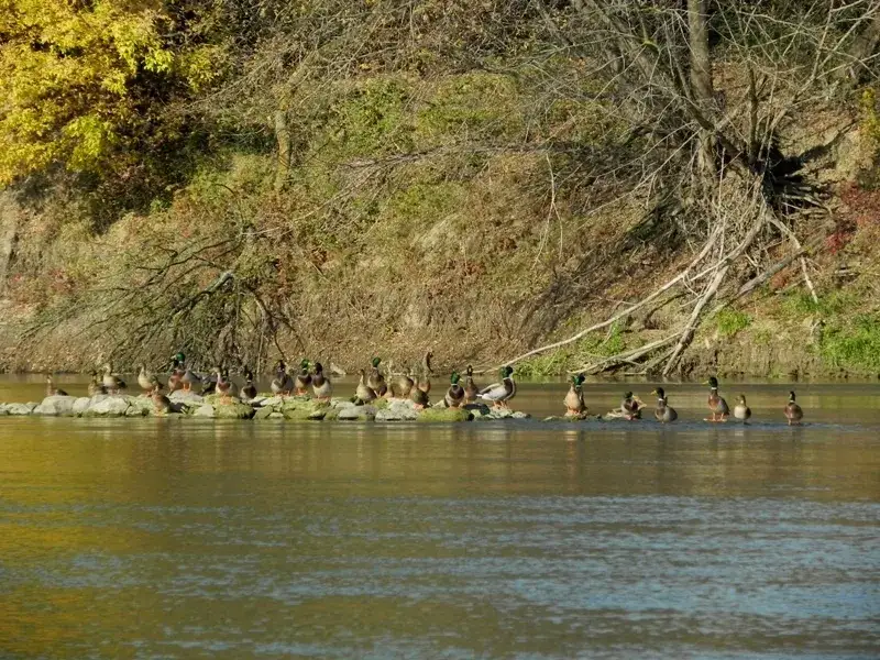 Rezerwat przyrody Ławice Kiełpińskie - tajemnice natury i ptaków