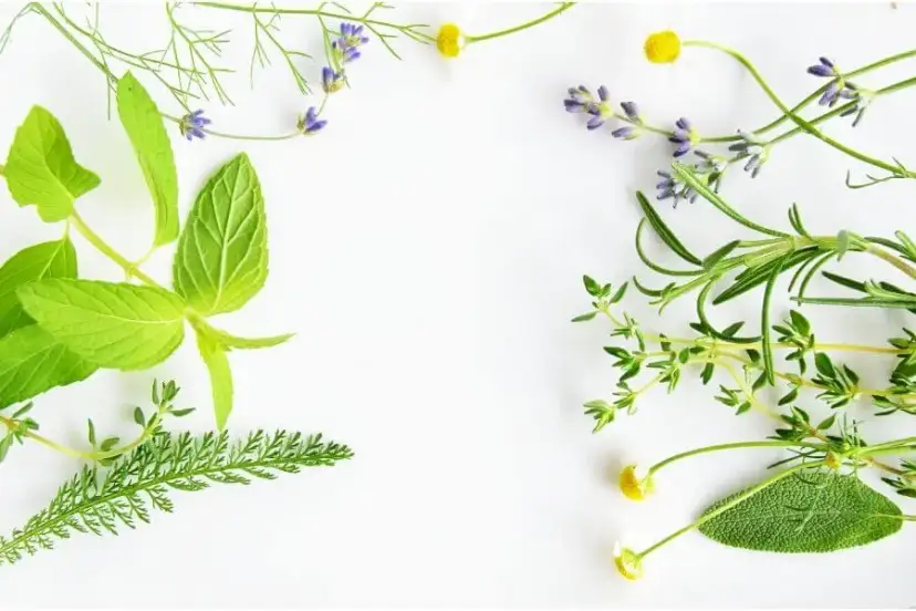 Rumianek czy szałwia na zęby: które zioło skuteczniej łagodzi ból?