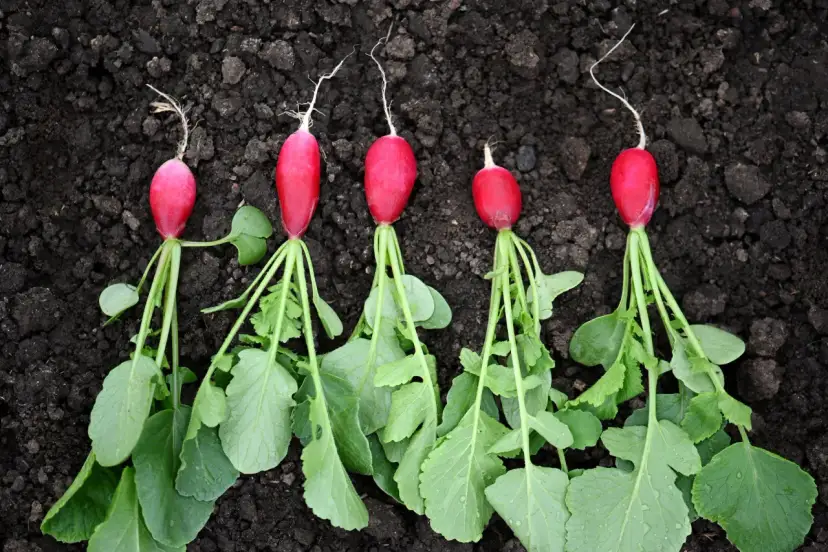 Kiedy jest sezon na rzodkiewki? Poznaj najlepsze terminy siewu i zbioru