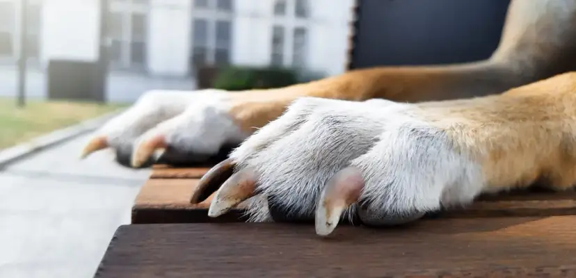 Kiedy weterynarz obcina pazury psu? Uniknij bólu i problemów!