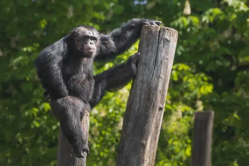 Szympansy z lasu Bili odpoczywają na pniach, jeden z nich opiera się o drewno, patrząc wprost na widza.