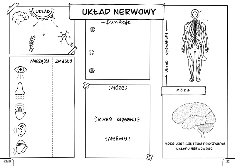 Darmowe karty pracy z przyrody: Zajęcia terenowe PDF i pomysły