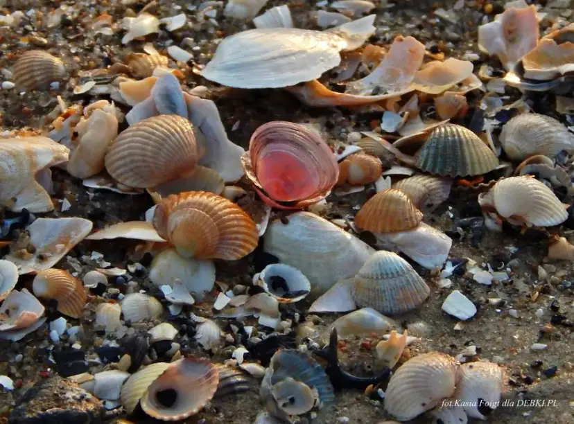 Gdzie zbierać muszle nad Bałtykiem? Poradnik łowcy skarbów