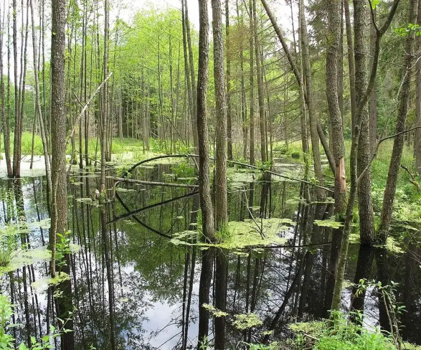 Rezerwaty przyrody Podlasie - Odkryj unikalne miejsca i ich tajemnice