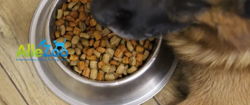 Czym karmić szczeniaka owczarka? Zdrowa dieta krok po kroku