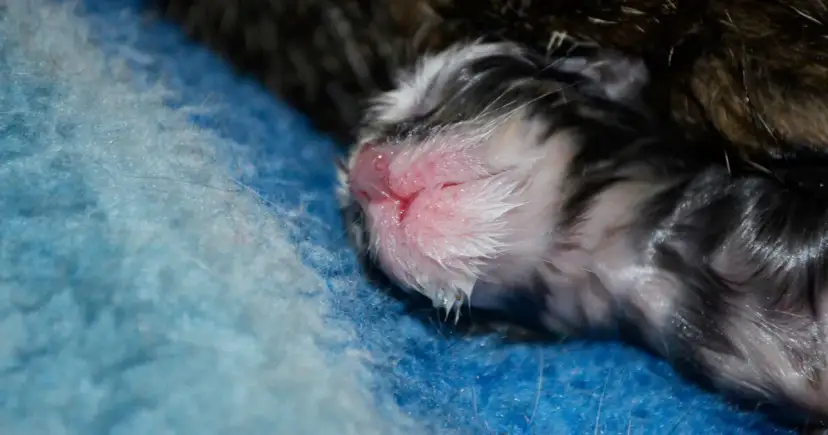 Ile trwa poród kotki? Poznaj kluczowe informacje i wskazówki