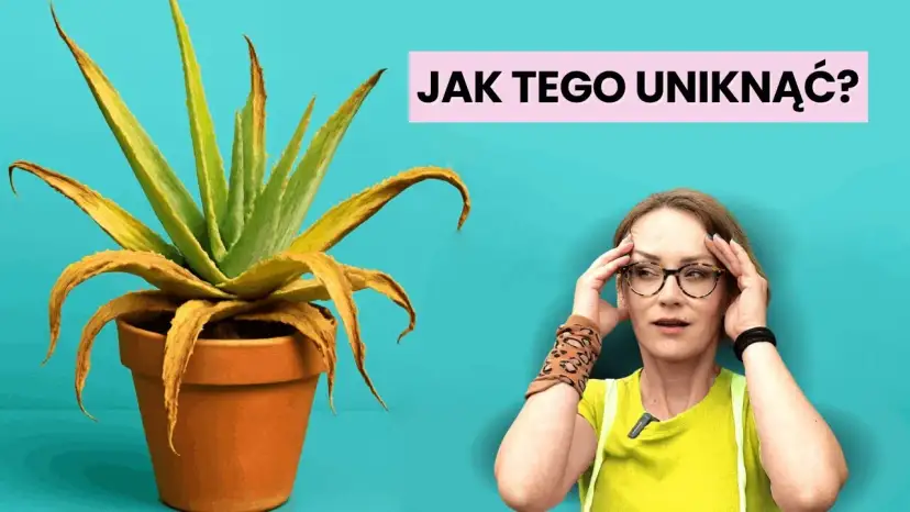 Jak sadzić aloes w doniczce, aby uniknąć najczęstszych błędów