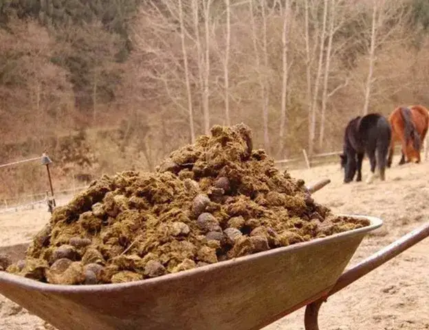 Jak zrobić nawóz z obornika końskiego i uniknąć typowych błędów